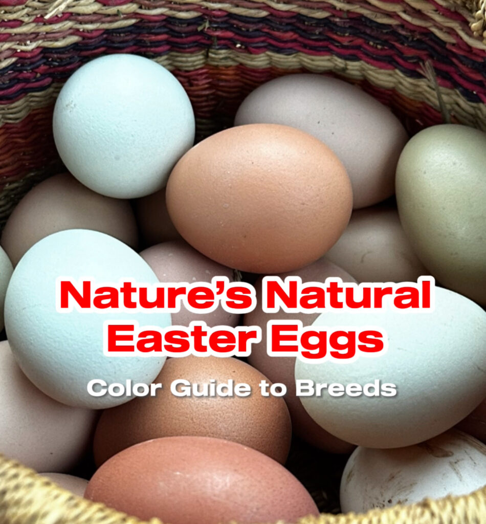 Basket of naturally colored eggs in blue, green, cream and brown, with text reading Nature's Natural Easter Eggs, Color Guide to Breeds