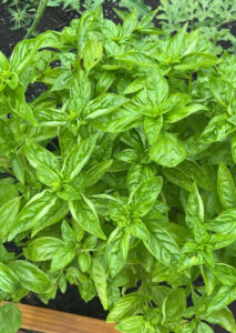 close up of a thriving bright green basil plant