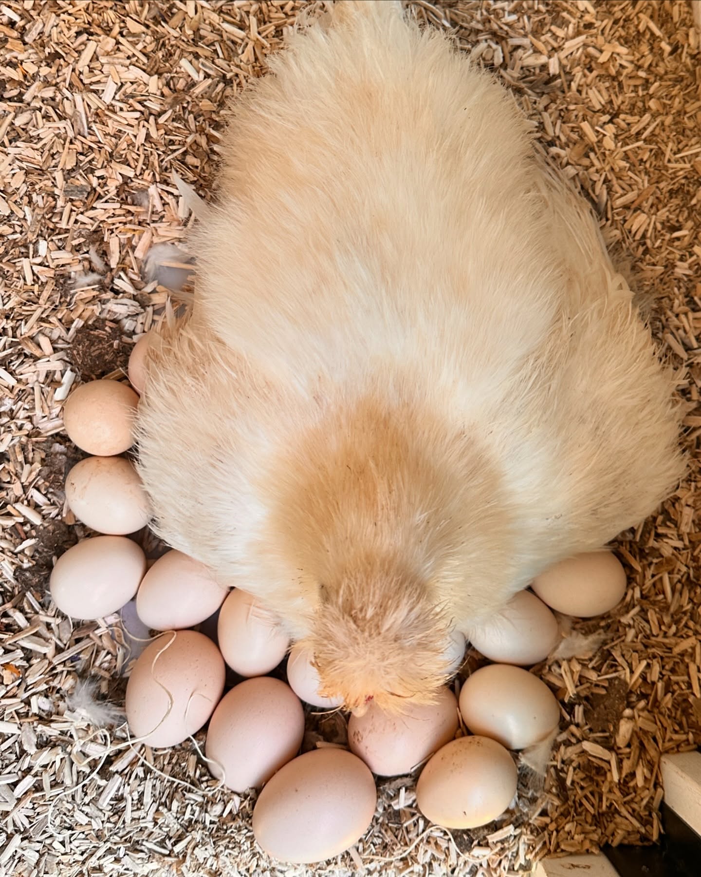 Opal the chicken sitting on a ton of eggs trying to hatch them