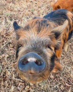 a ginger and black spotted kune kune male pig named bocephus