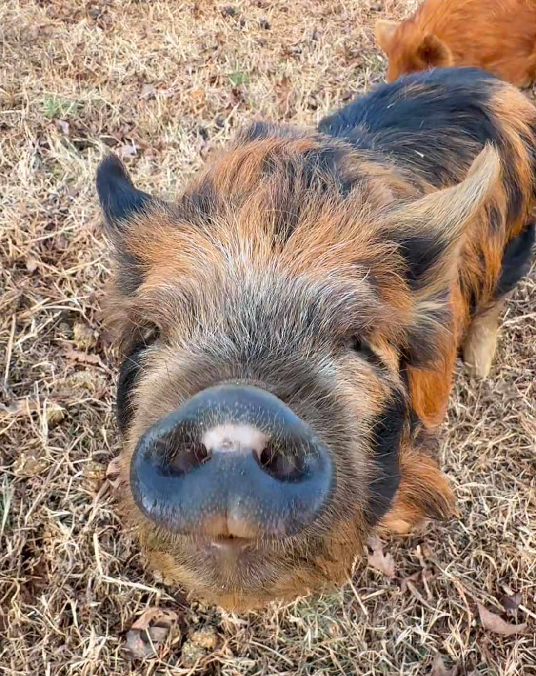 a ginger and black spotted kune kune male pig named bocephus