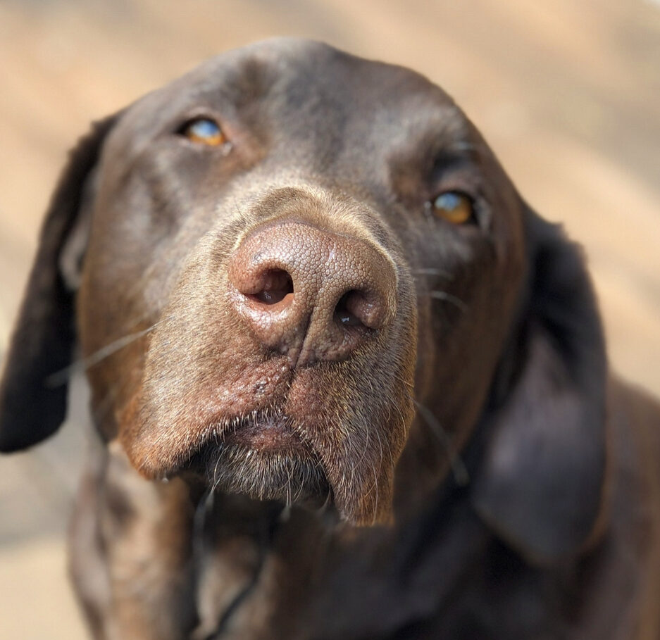 Phtoto of bear the chocolate lab looking at the camera