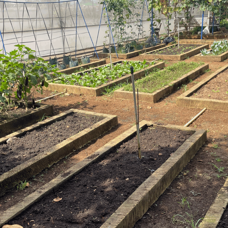 Bare raised garden beds resting in the hoop house