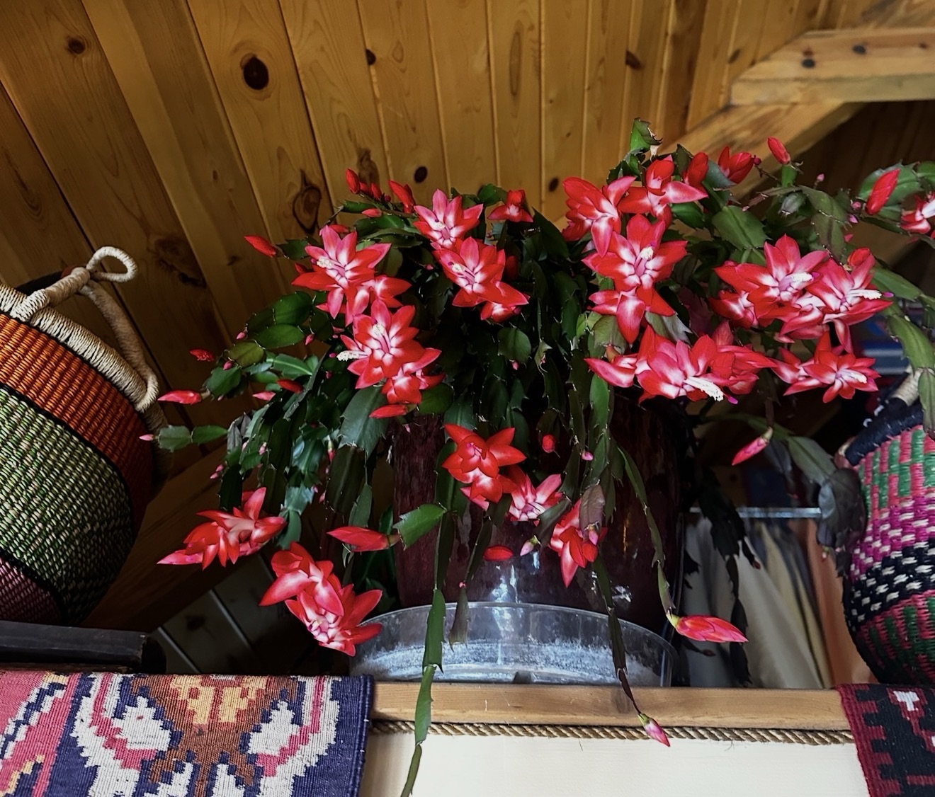 A Christmas cactus covered in red blooms indoors