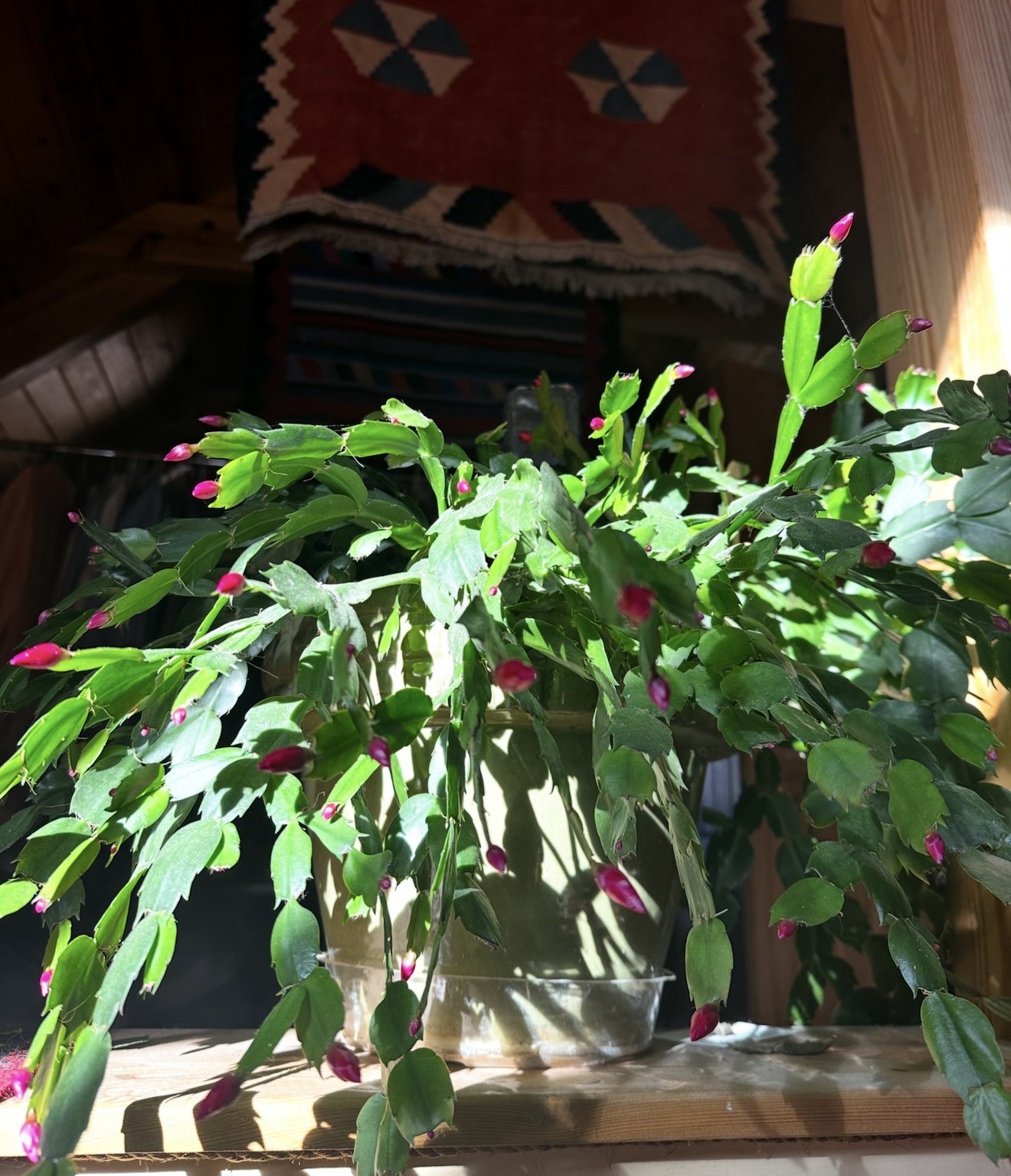 A Christmas cactus in a pot with new pink buds forming indoors