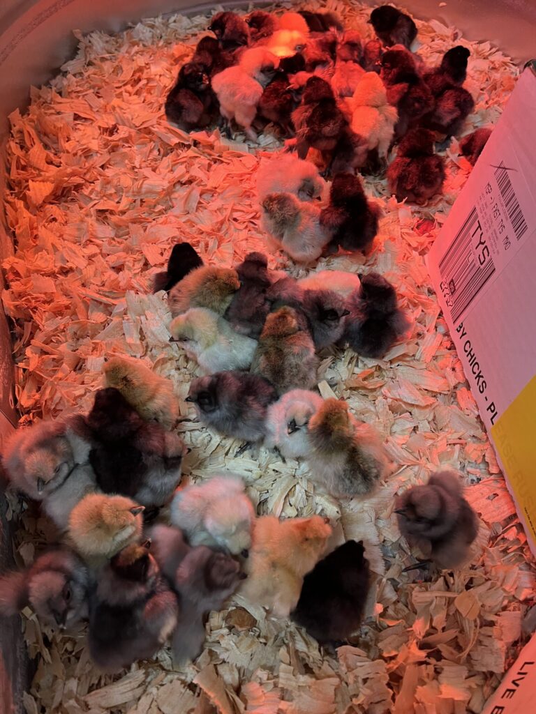 Silkie chicks huddled together under a heat lamp in the brooder