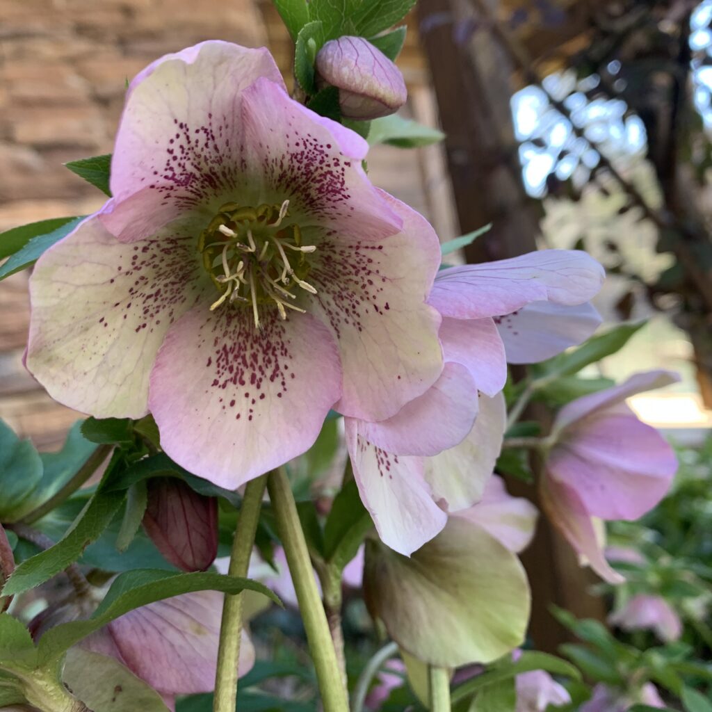 Single pink hellebore heavily speckled with burgundy, its yellow stamens open, nodding on the stem