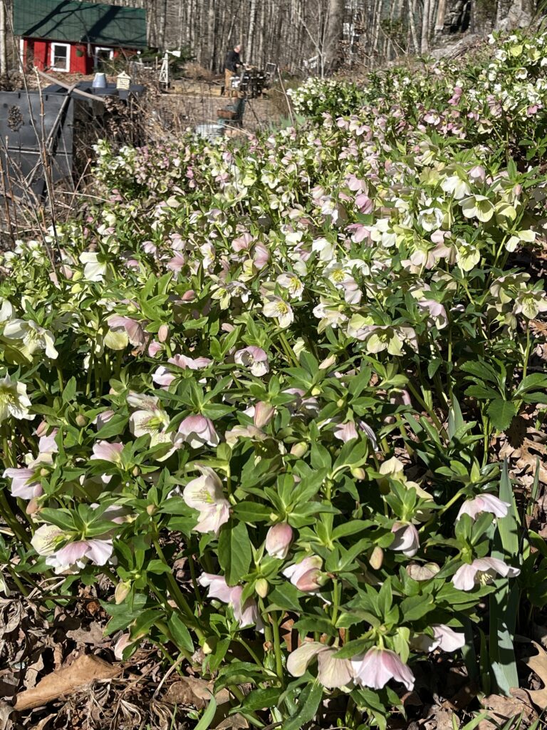 Wide drift of hellebores covering a wooded hillside in bloom, the red barn and farm buildings visible above