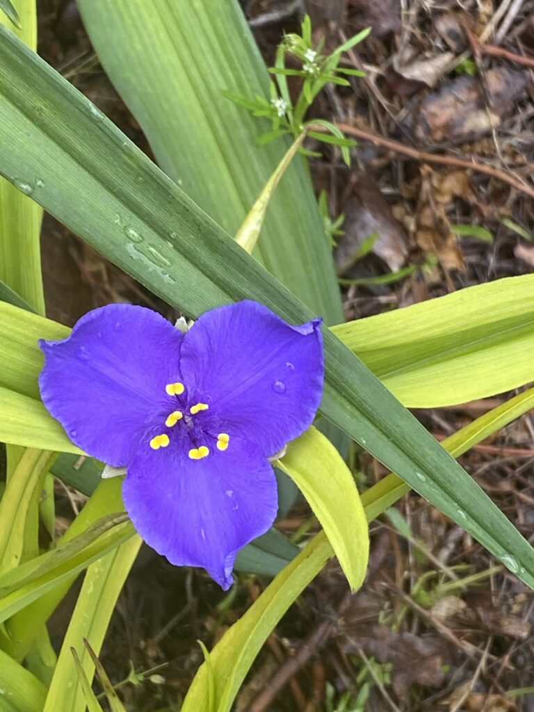 Purple spiderwort flowers and buds among the plant's narrow arching foliage