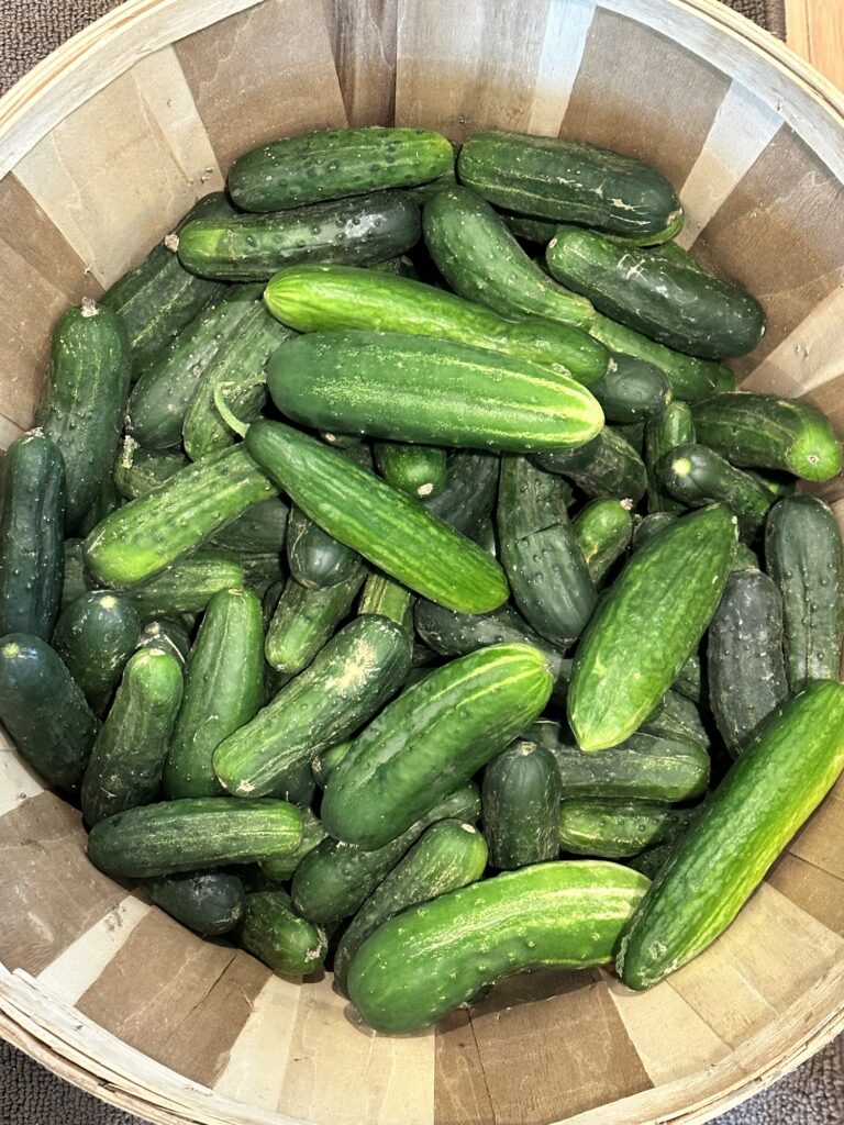 Basket full of freshly picked garden cucumbers