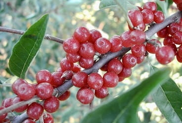 Cluster of ripe red autumn olive berries on the branch