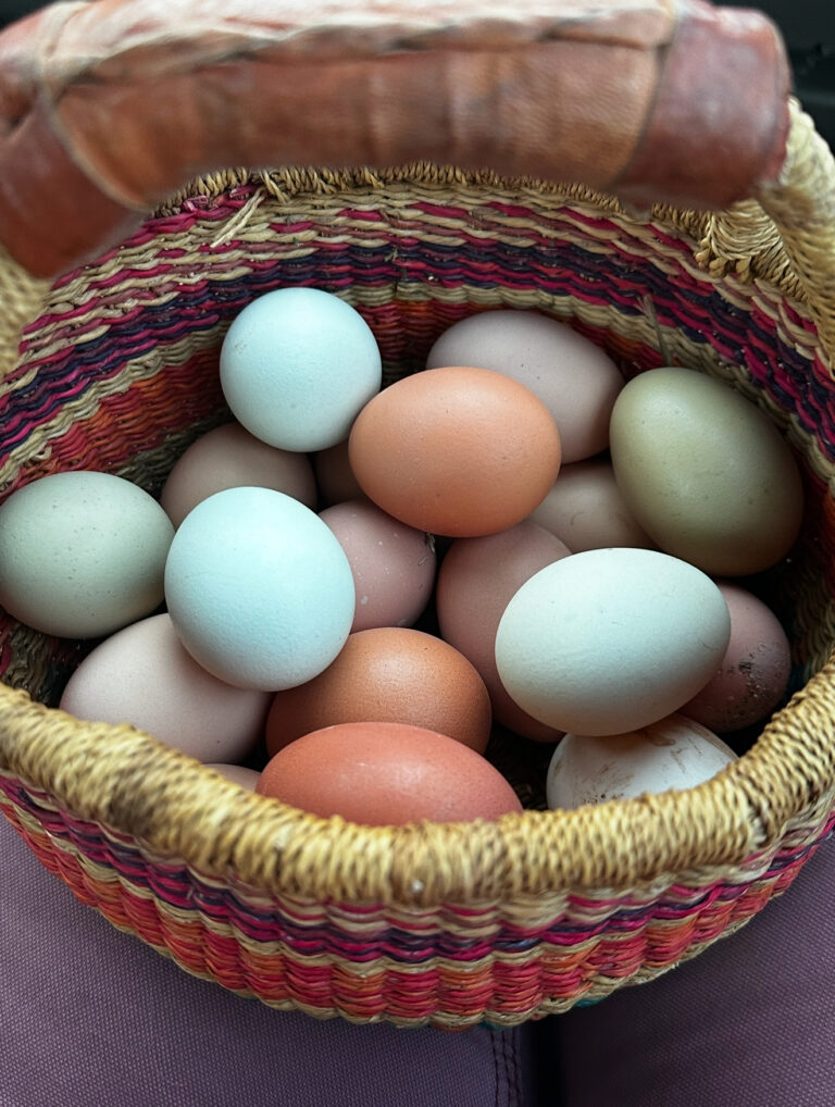 Basket of farm fresh eggs in blue, green, brown and cream