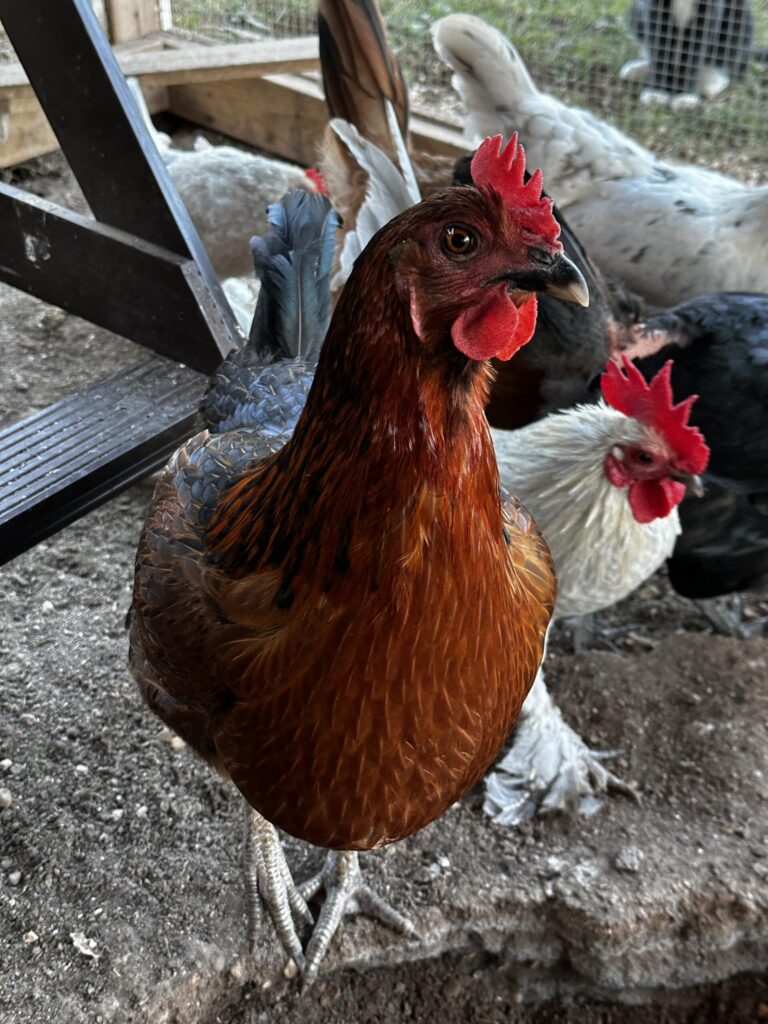 Brown hen and white rooster standing together on bare ground with the rest of the flock behind them