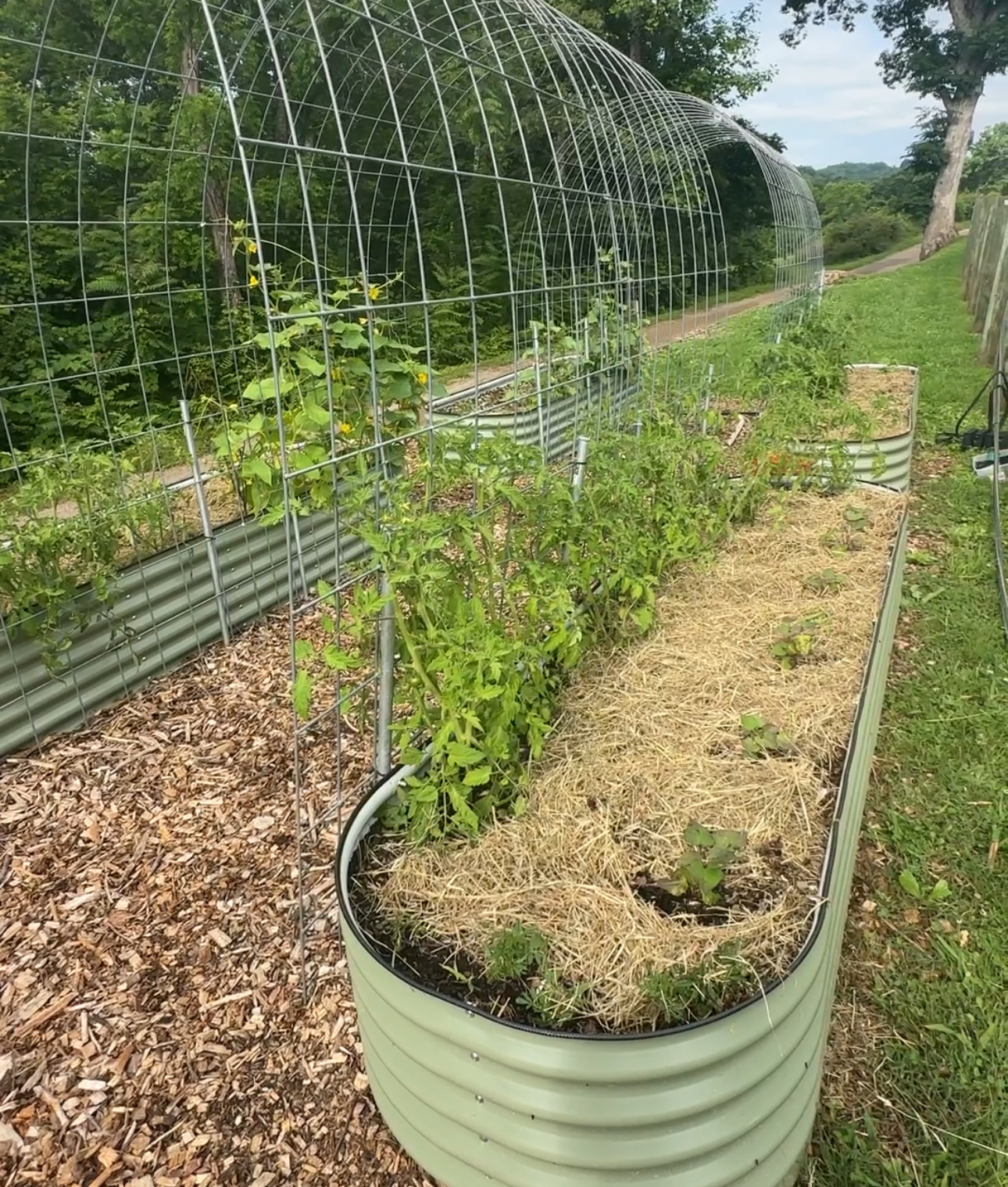 Garden bed mulched with hay beside a trellis of climbing vines