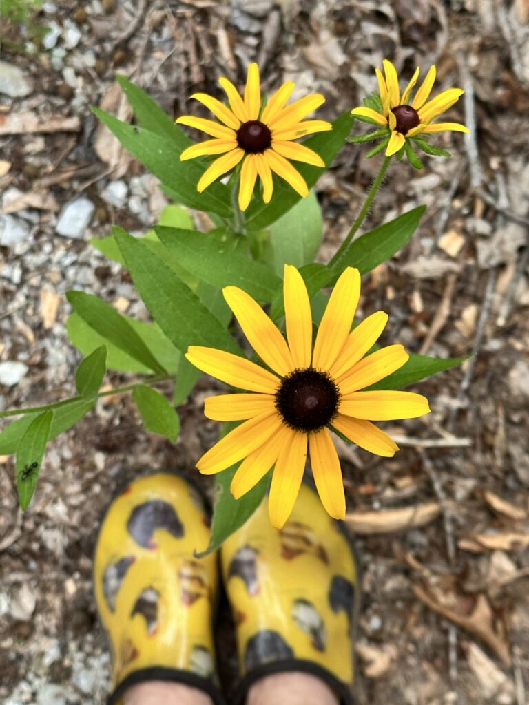 Bright yellow black-eyed Susans blooming beside a pair of yellow garden clogs