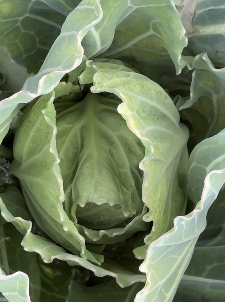 Close up of a green cabbage head with ruffled outer leaves in the fall garden