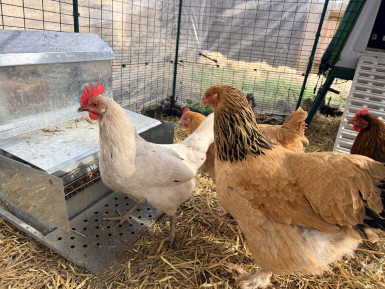 A white hen and buff hens gathered at the metal feeder on straw inside the covered run