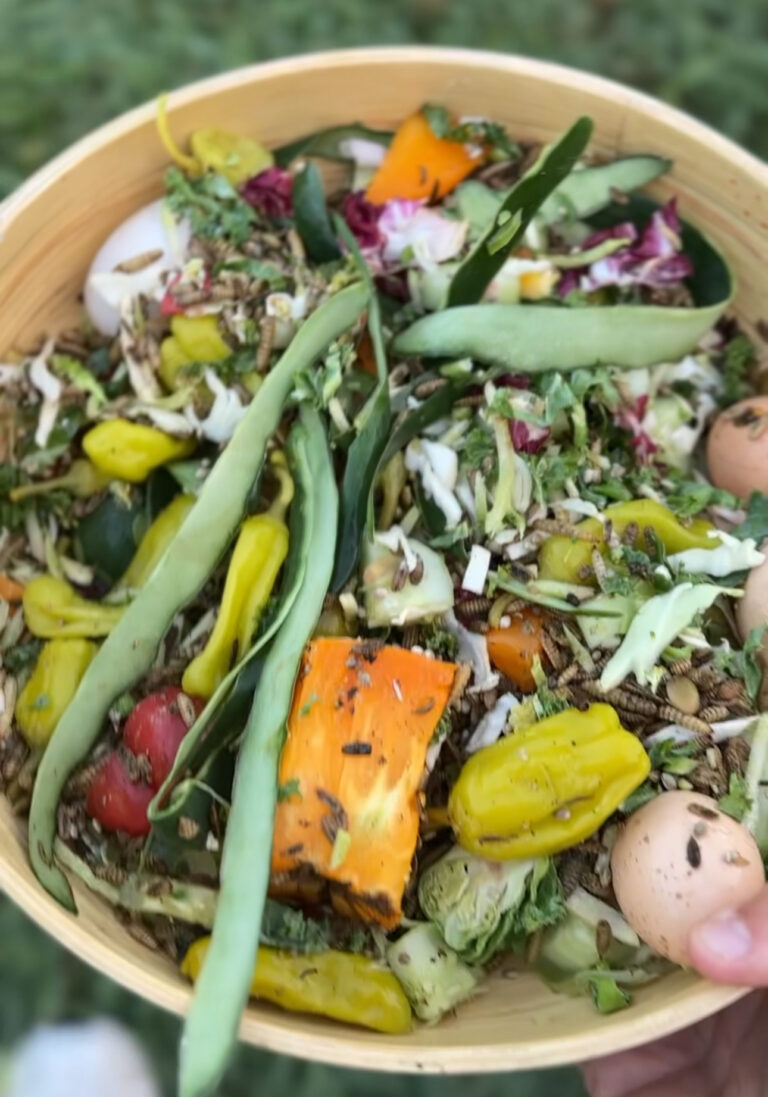 Bowl of chopped greens, beans and vegetable scraps mixed as a treat for the chickens