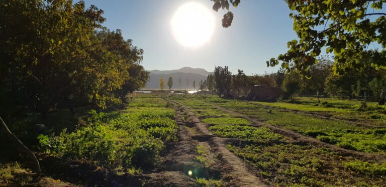 Midday sun beating down on a garden field in a heat wave