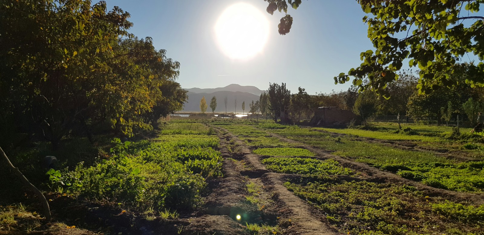 Midday sun beating down on a garden field in a heat wave