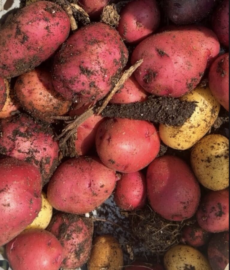 Freshly dug red and yellow potatoes still covered in soil