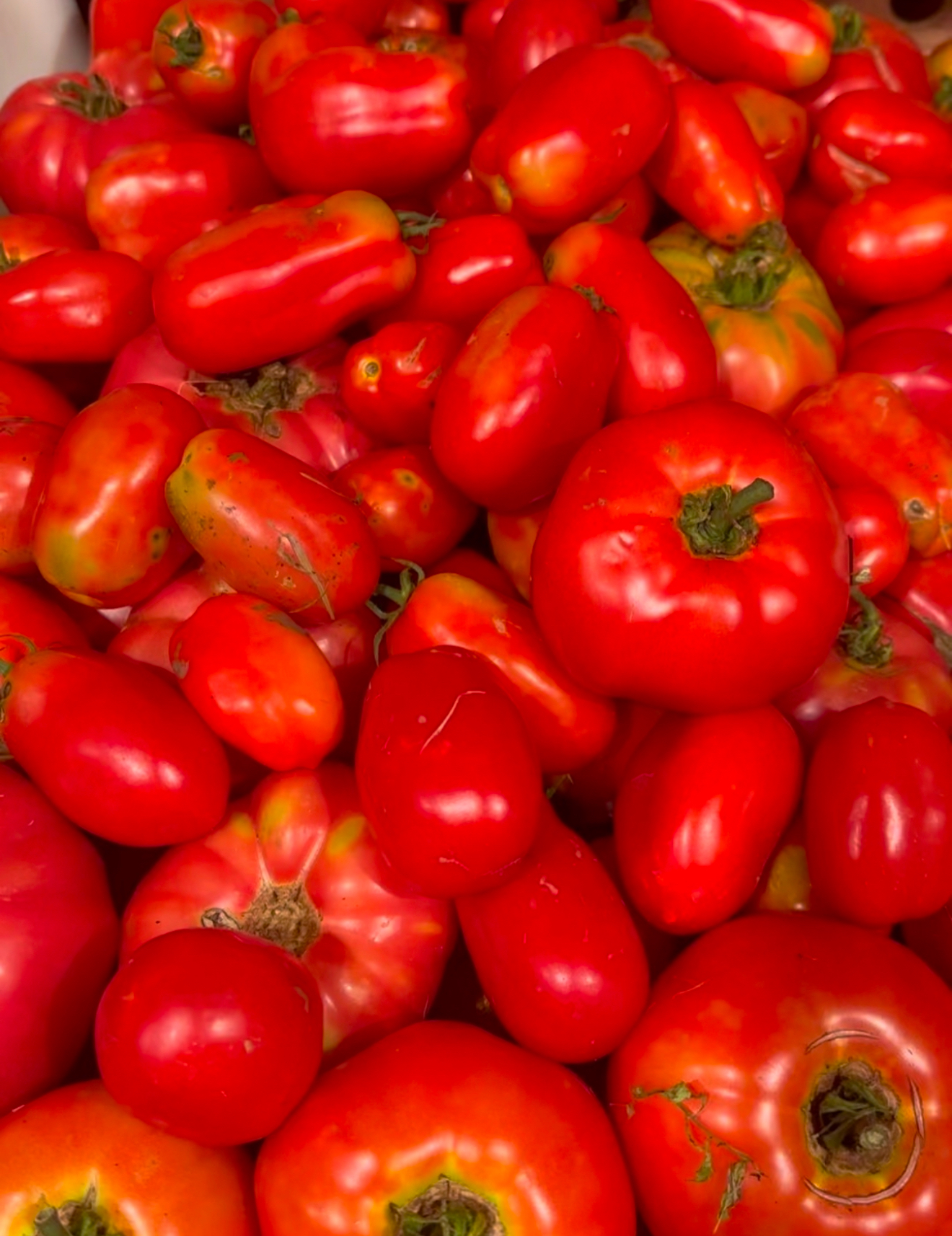 Harvest of ripe red paste tomatoes filling a bowl