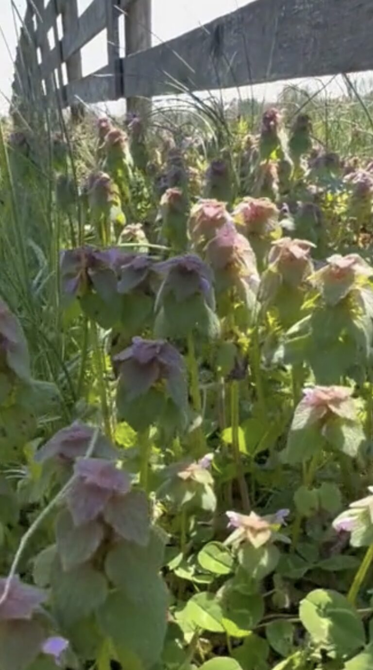 Stand of purple dead nettle with its stacked purple tinged leaves and small pink blooms growing thick along a wooden fence line in spring
