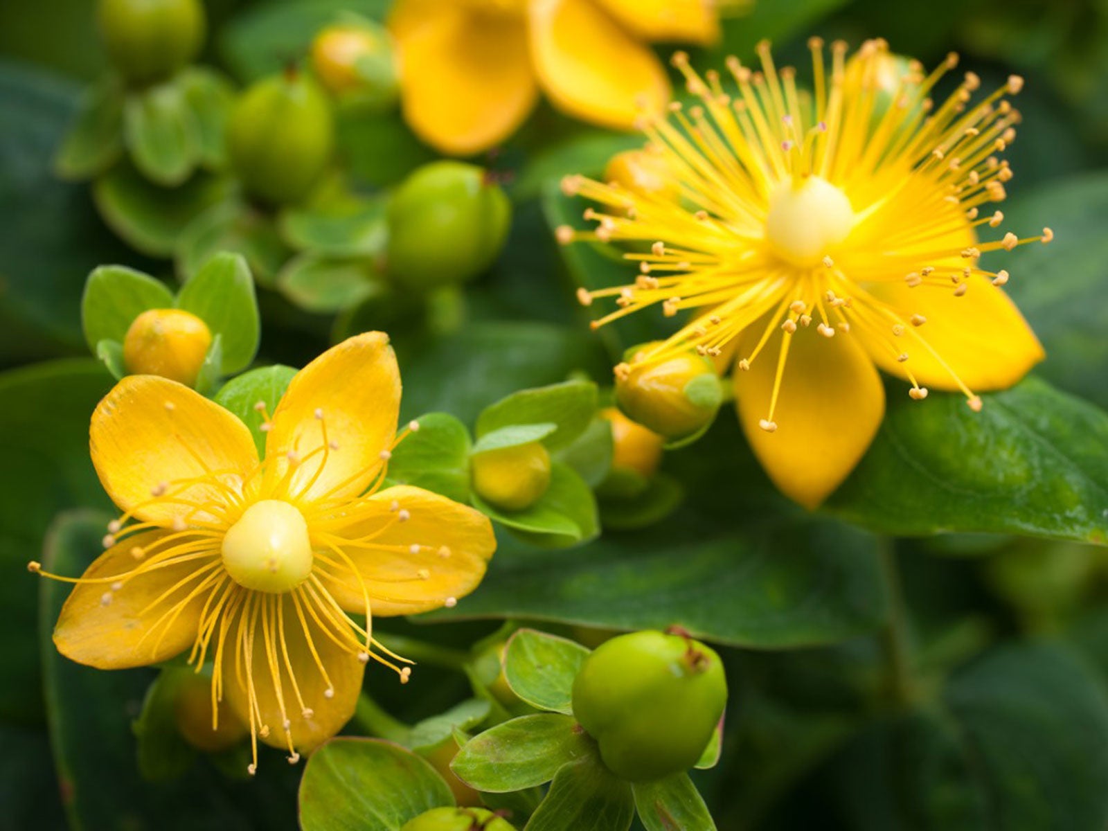 Yellow St John's Wort flower in bloom with buds around it