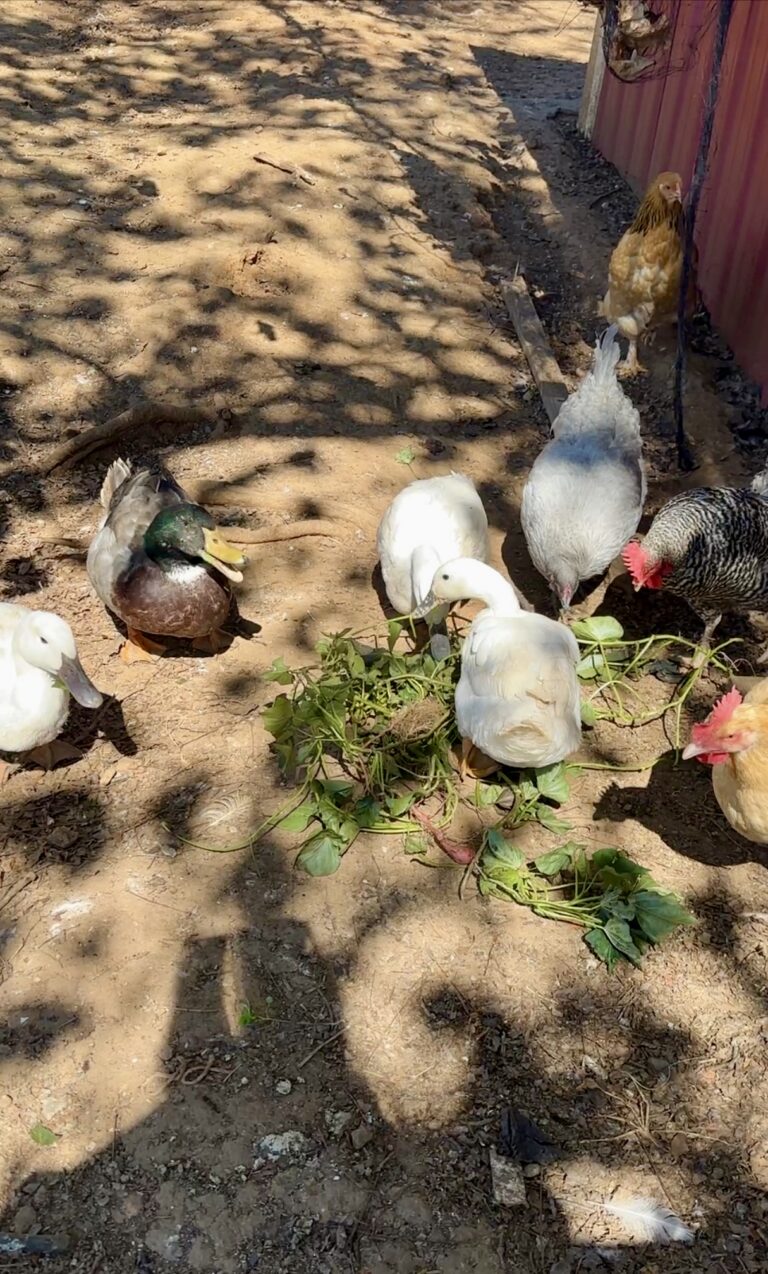 White ducks and a mallard drake crowding a pile of fresh picked greens on the ground while hens and a rooster feed alongside them