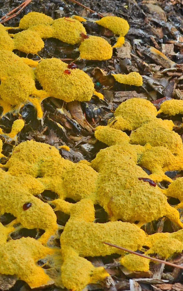 Yellow slime mold spreading across mulch in the garden