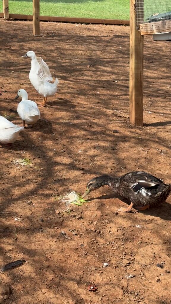 White ducks, a rooster and hens spread out across the run picking through fresh greens scattered on the ground