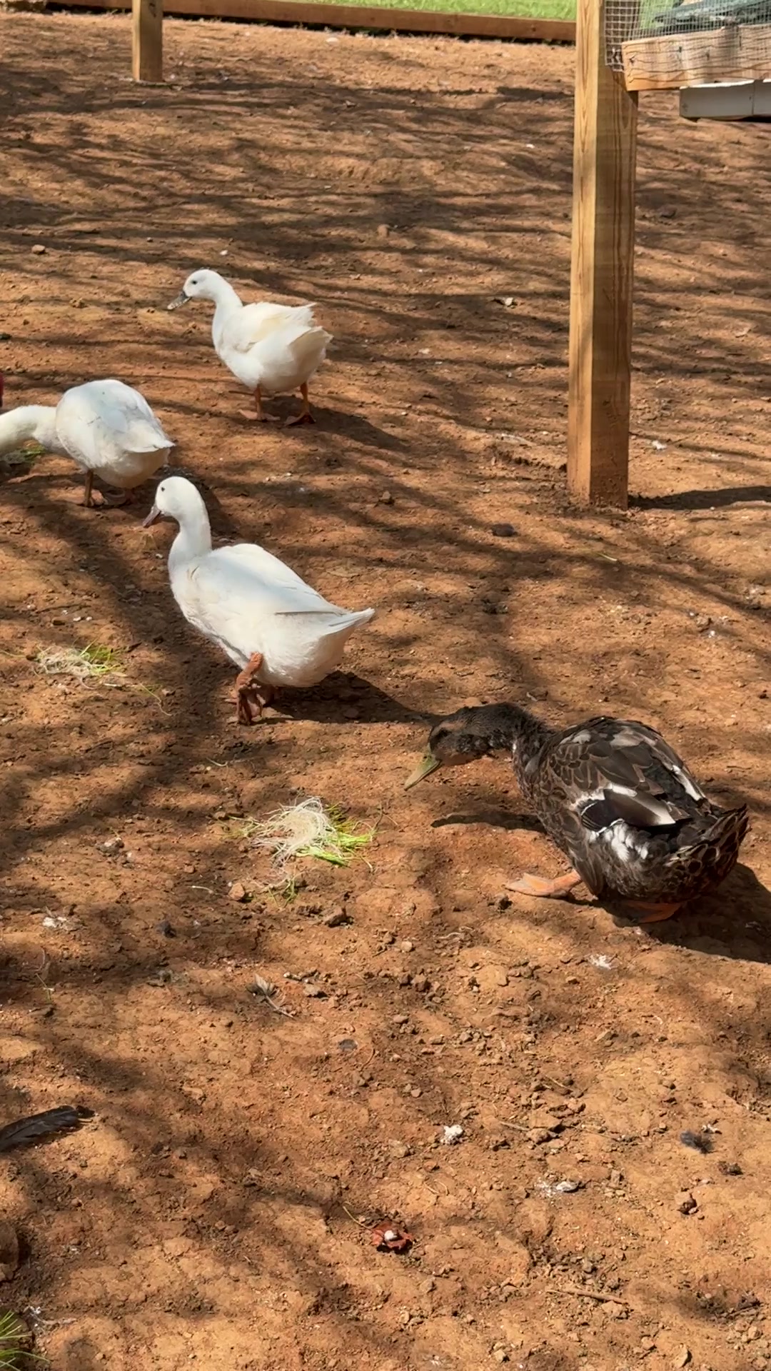 Three white Pekin ducks and a mallard colored duck foraging together along the fence line of the run