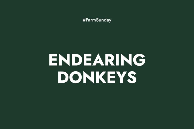 Farm Sunday devotional graphic reading Endearing Donkeys