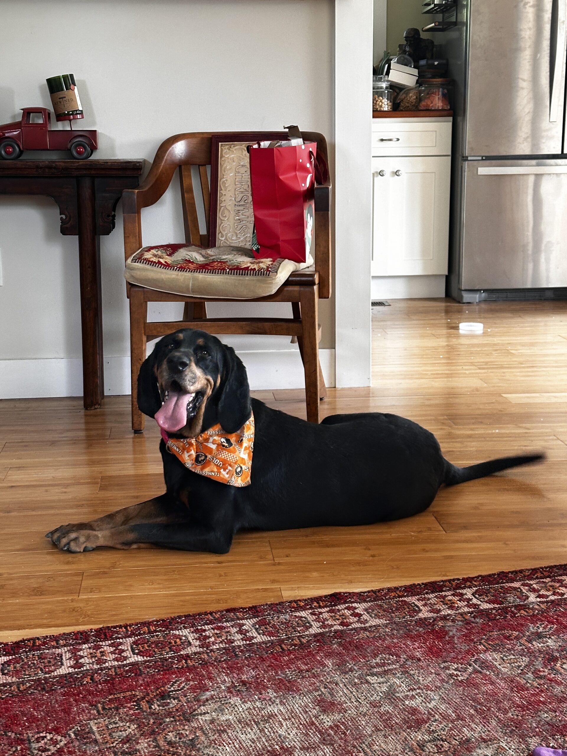 Black lab wearing a bandana lying on the kitchen floor