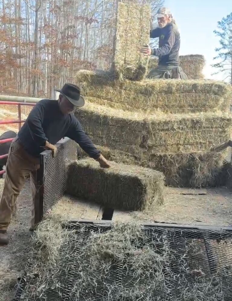 Lane Morris and a helper stacking square hay bales off a trailer into a tall stack on a cold sunny day