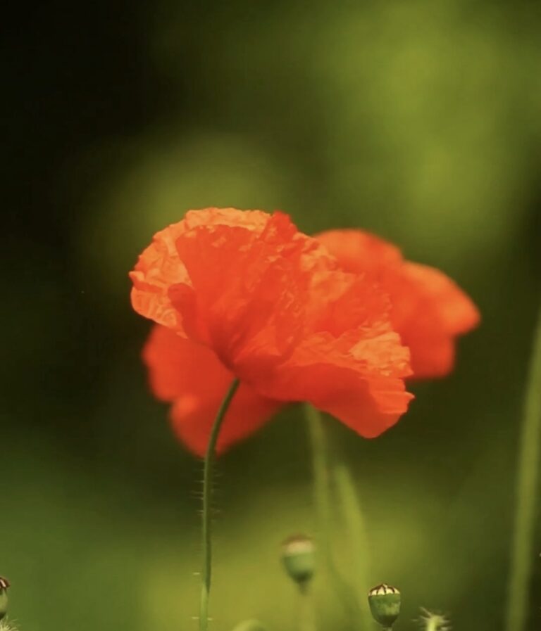 Single red poppy in bloom against a green background
