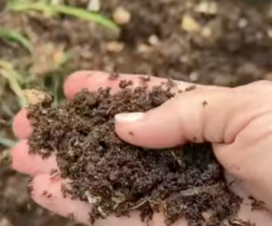 Hand holding a scoop of dark finished compost