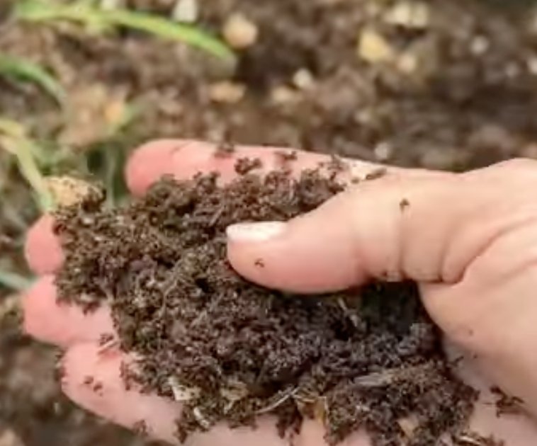 Hand holding a scoop of dark finished compost