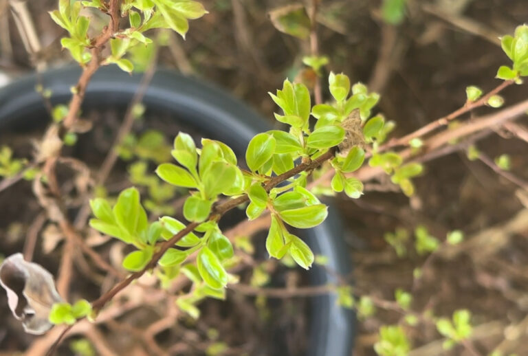 New green growth on a young crepe myrtle in a nursery pot
