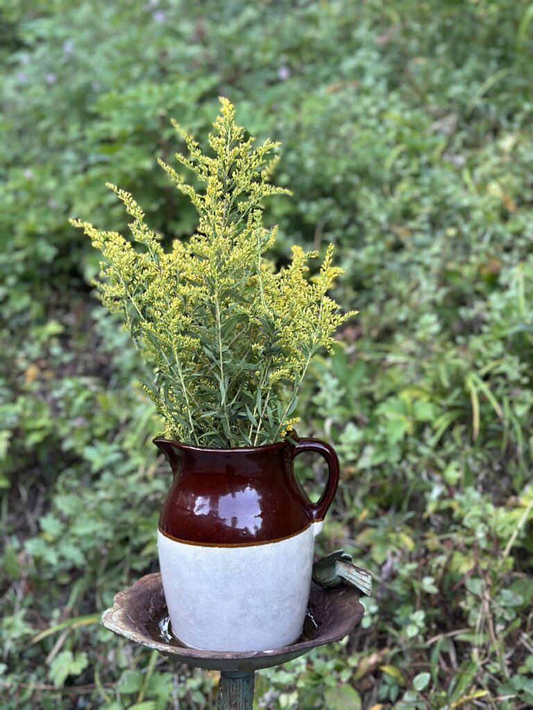 Stem of goldenrod in a brown stoneware pitcher outdoors