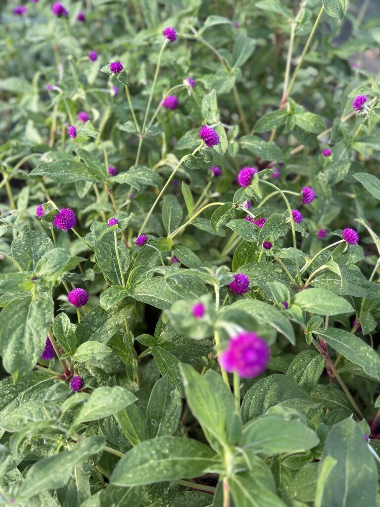 Magenta gomphrena blooms clustered on green stems in the cutting garden