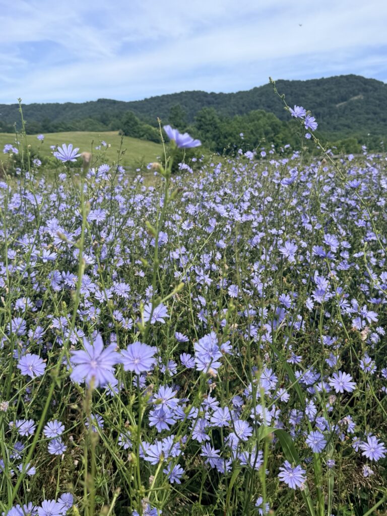 Field of pale blue chicory flowers blooming along the roadside