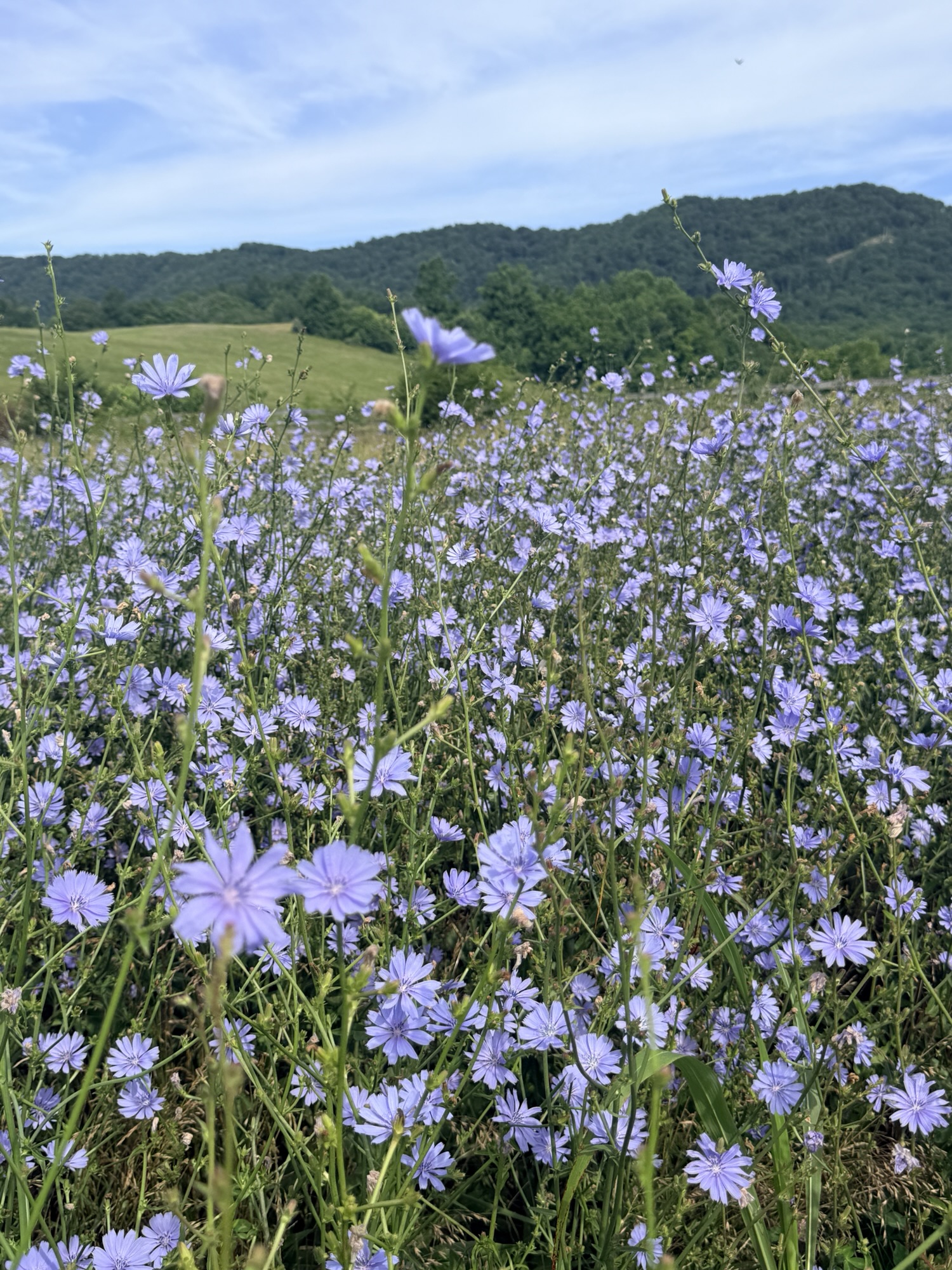 Field of pale blue chicory flowers blooming along the roadside