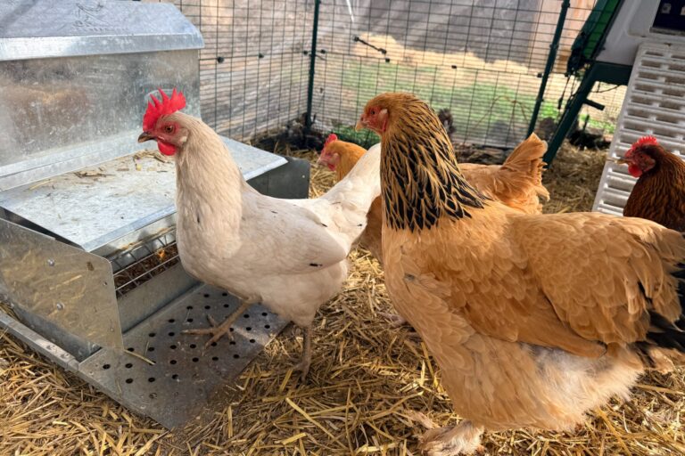 Gladys the buff Brahma and Esther the white hen at the coop feeder, both in full feather after their molt