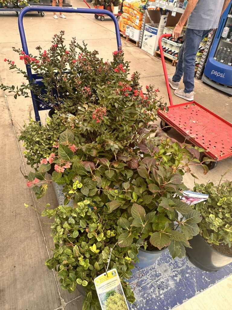 Bargain rack plants loaded on a garden cart outside the nursery