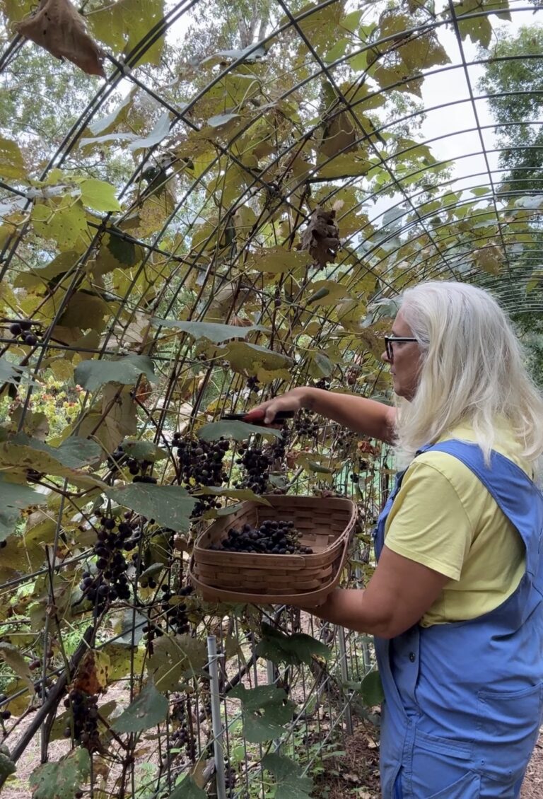 Jules Morris cutting clusters of dark grapes into a splint basket under the loaded arched grape trellis