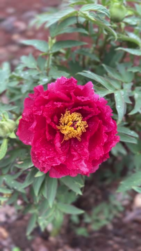 Single magenta peony open to its golden stamens, rain drops still on the ruffled petals
