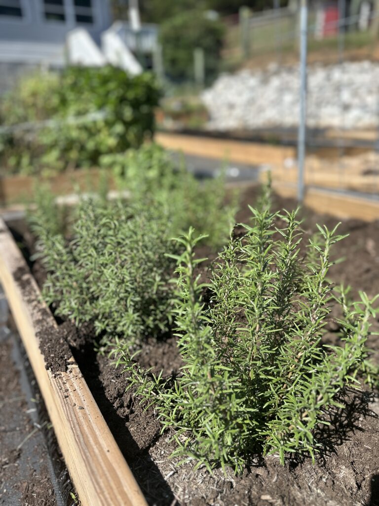 A row of rosemary plants growing in a wooden raised bed in full sun