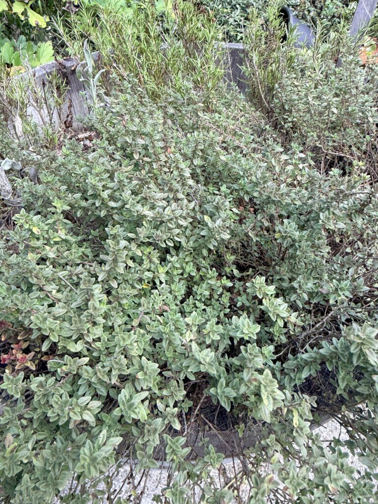 A wide mat of grey-green oregano sprawling over the edge of a raised bed with rosemary behind it
