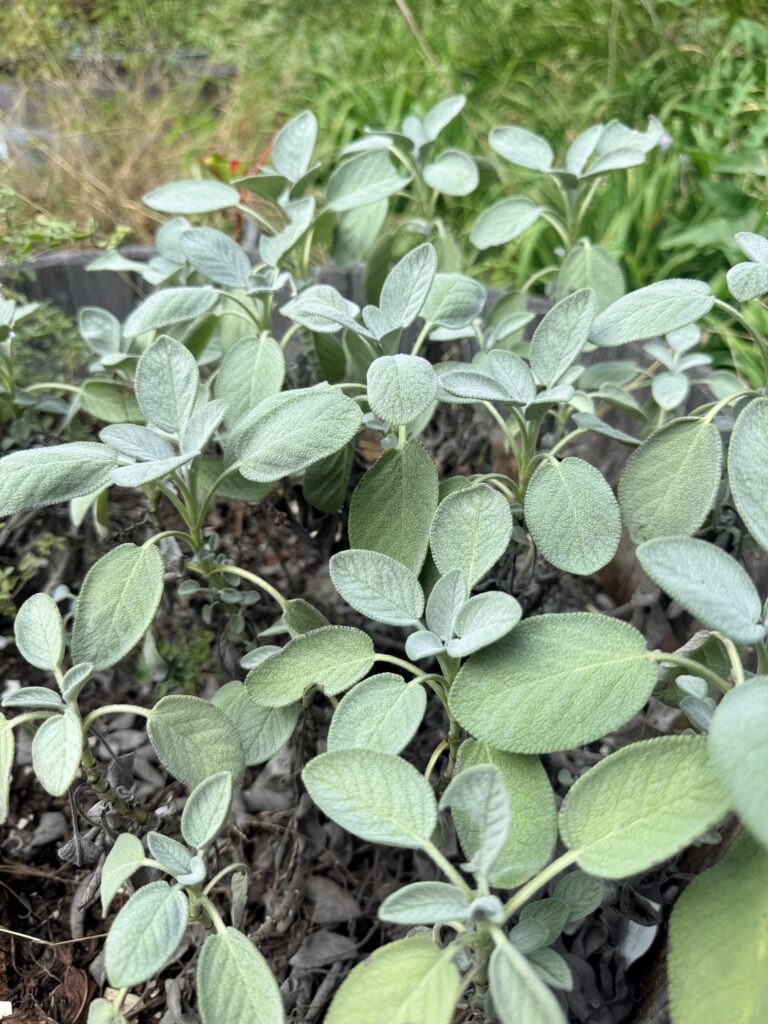 Close-up of a mature common sage plant with large velvety grey-green leaves